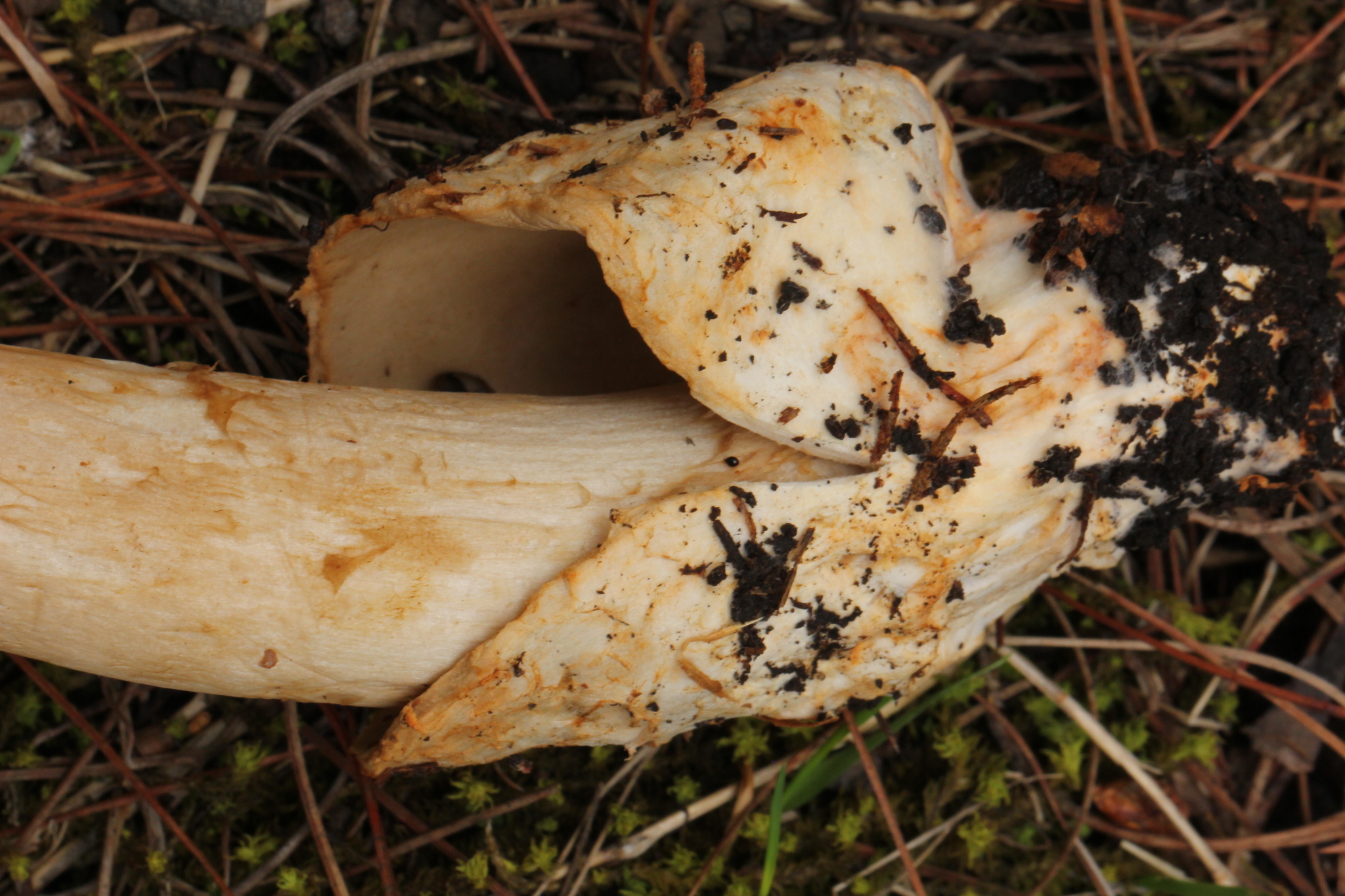 Amanita pachycolea image