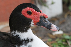 Cairina moschata domestica