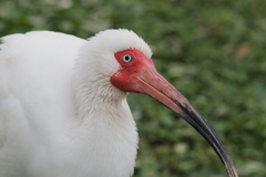 Eudocimus albus