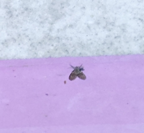 Bathroom Moth Fly