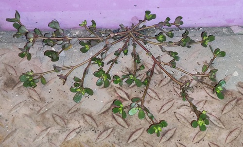 Common Purslane