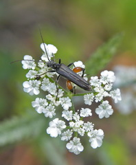Oedemera rufofemorata