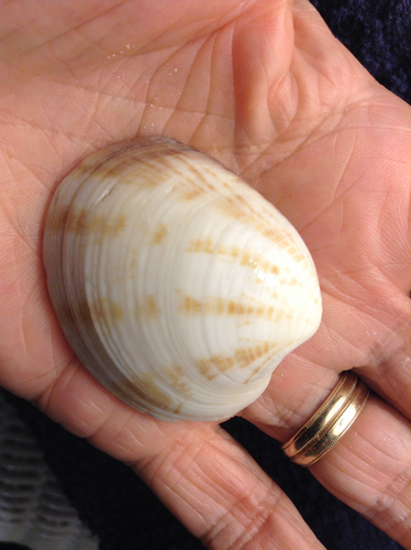 Southern Quahog