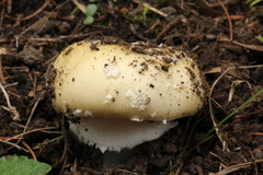 Gemmatae