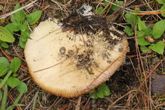 Gemmatae