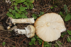 Gemmatae