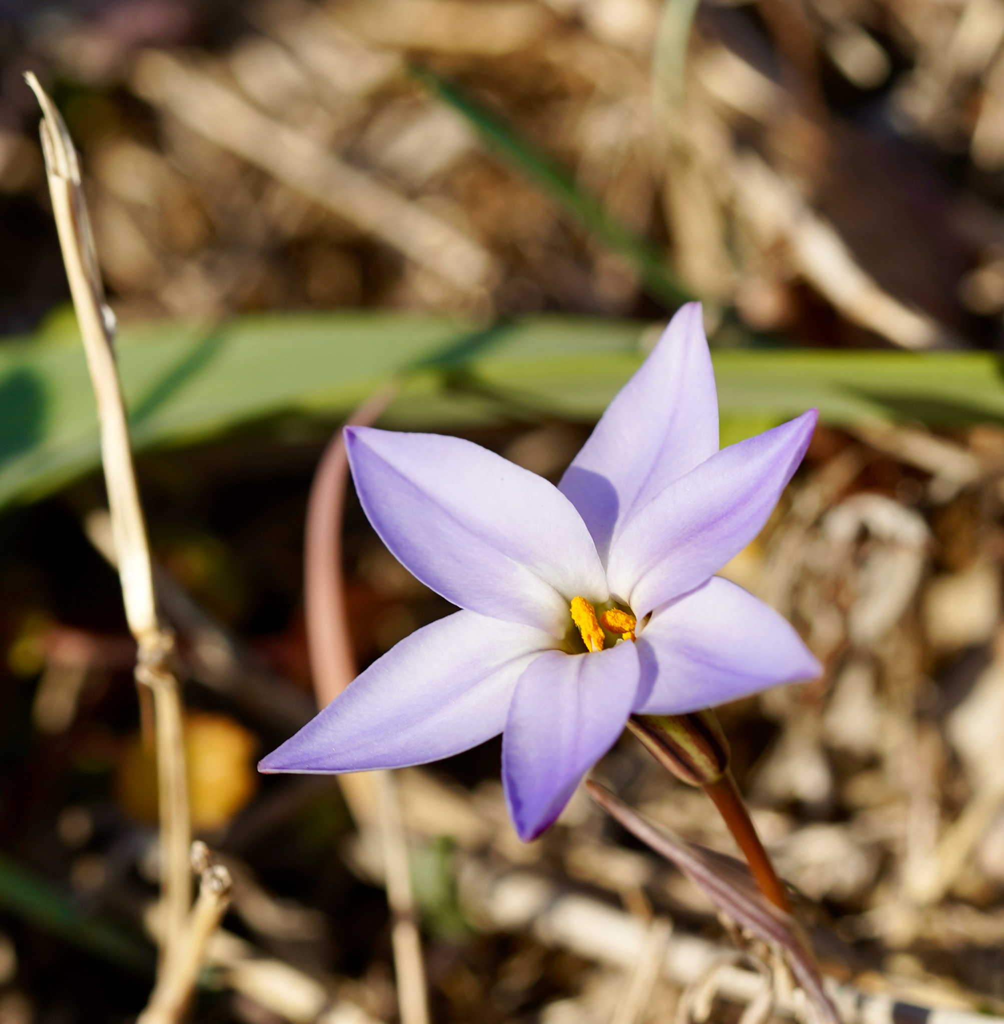 Ipheion