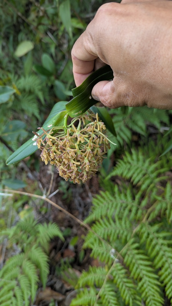 Epidendrum gaertelmaniae Hágsater & O.Pérez