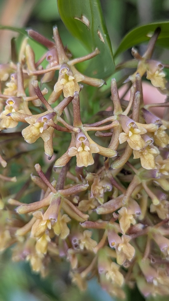 Epidendrum gaertelmaniae Hágsater & O.Pérez 2