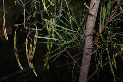 Red-tip Wattle (Acacia betchei)