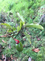Ocotea holdridgeana