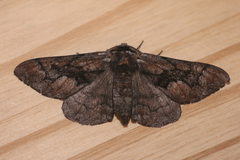 Phaeoura mexicanaria