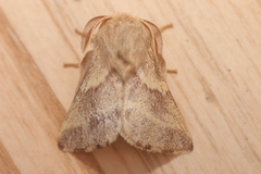 Malacosoma californica