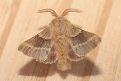 Malacosoma californica
