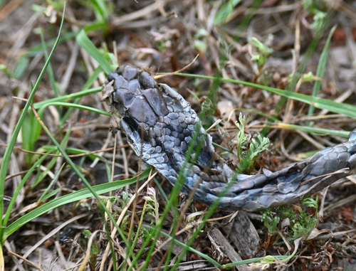 Common Tree Snake sighting
