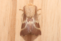 Malacosoma californica