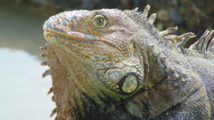 Iguana iguana