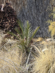 Phoenix dactylifera