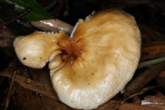 Zhuliangomyces illinitus