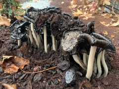 Coprinopsis