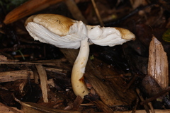 Zhuliangomyces illinitus
