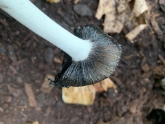 Coprinopsis