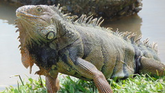Iguana iguana