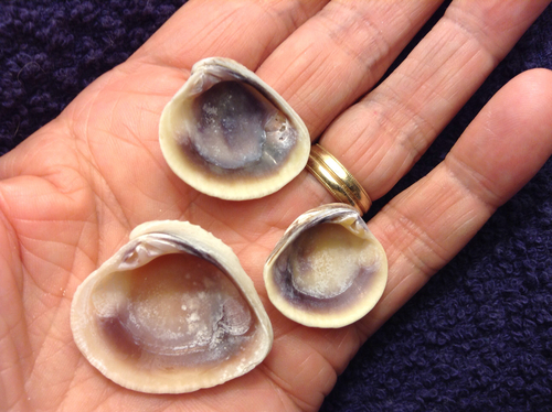 Florida Cross-barred Venus