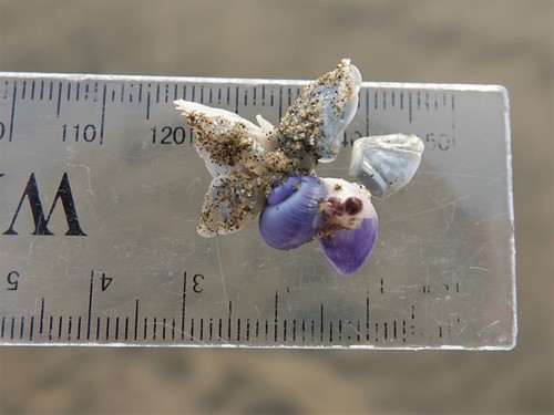 photo of Dwarf Violet Snail (Janthina exigua)