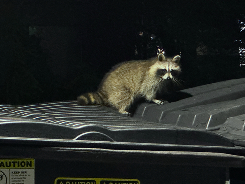 Common Raccoon photographed in Rhode Island