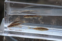 Pungitius pungitius