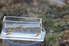 Pungitius pungitius