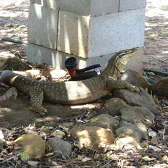 Varanus panoptes