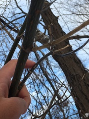 Acer negundo violaceum