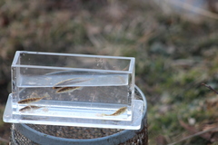 Pungitius pungitius