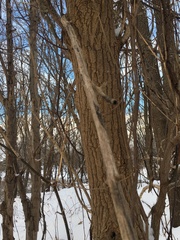 Acer negundo violaceum