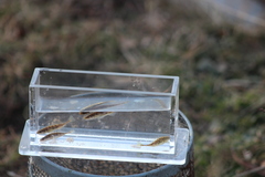 Pungitius pungitius