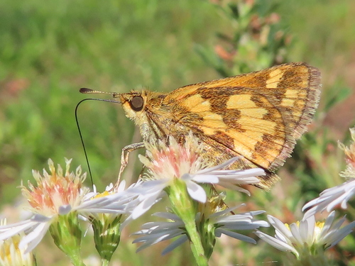 Peck's Skipper photo 6