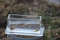 Pungitius pungitius
