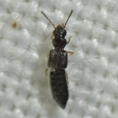 Oxytelinae