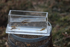 Pungitius pungitius