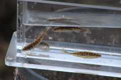 Pungitius pungitius