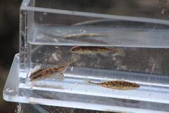Pungitius pungitius
