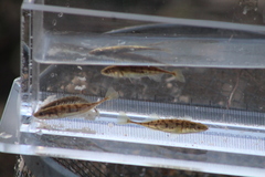 Pungitius pungitius