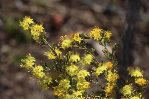 Phebalium glandulosum, photograph 5