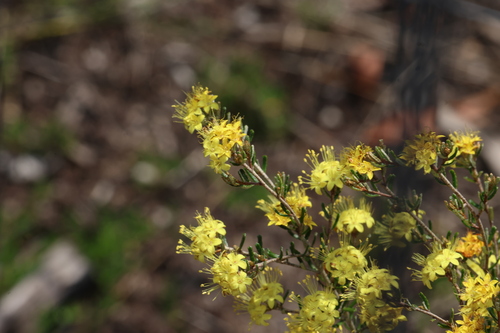 Phebalium glandulosum, photograph 6