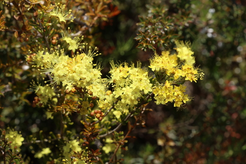 Phebalium glandulosum, photograph 4