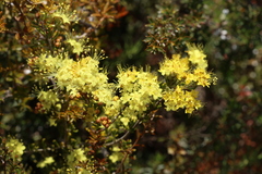 Phebalium glandulosum, photograph (c) Greg Tasney, some rights reserved (CC BY-SA)