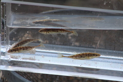 Pungitius pungitius