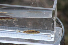 Pungitius pungitius